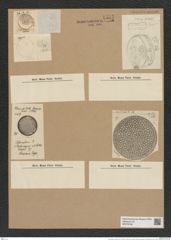Coscinodiscus velatus Ehr. (de-Toni-Nr.: Genus 202, Species 4965) Zeichnungen Sammlung Grunow Nr. 8557 (NHMW-BOT-W0378198)